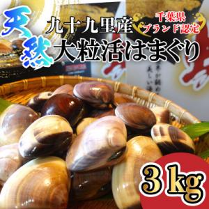 ふるさと納税 山武市 天然大粒活はまぐり3kg|千葉県九十九里産