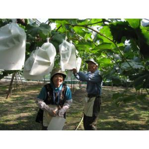 ふるさと納税 浅口市 岡山県産 ぶどうの宝石箱...の詳細画像2