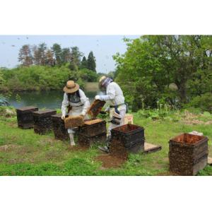 ふるさと納税 横手市 秋田県産自家採集 非加熱...の詳細画像3