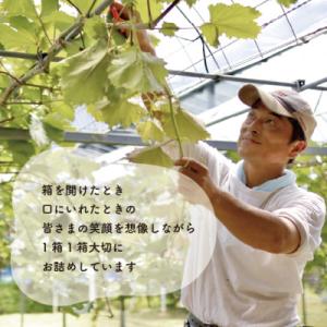 ふるさと納税 津山市 シャインマスカット&am...の詳細画像3