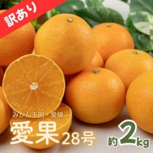 ふるさと納税 松山市 愛果28号 約2kg 訳あり 家庭用｜Yahoo!ふるさと納税