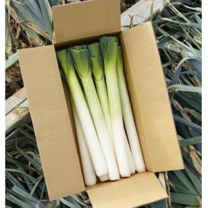 ふるさと納税 音更町 「たけなかファーム」とかちポワロー(リーキ、ポロネギ)【A50】