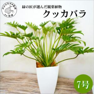 ふるさと納税 松浦市 緑の匠がえらんだ観葉植物 素敵な空間づくりに クッカバラ 7号