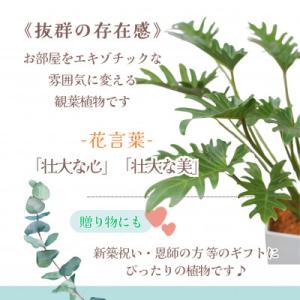 ふるさと納税 松浦市 緑の匠がえらんだ観葉植物...の詳細画像2