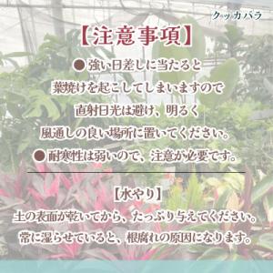 ふるさと納税 松浦市 緑の匠がえらんだ観葉植物...の詳細画像3
