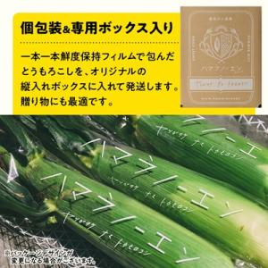 ふるさと納税 茅野市 【先行予約】朝採れ 八ヶ...の詳細画像3