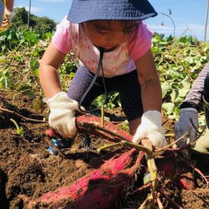 ふるさと納税 取手市 【先行予約】2027年2...の詳細画像3