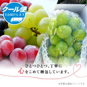 ふるさと納税 笛吹市 【2026年発送】 シャ...の詳細画像2