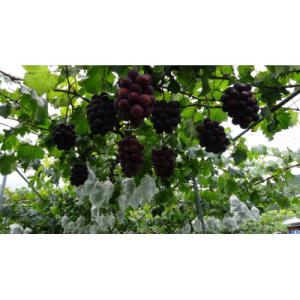 ふるさと納税 かつらぎ町 種なしピオーネ&lt...の詳細画像1