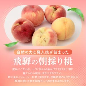 ふるさと納税 高山市 【晩生の硬い桃】訳あり桃...の詳細画像3