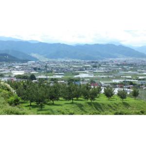 ふるさと納税 中野市 家庭用【2026年発送】...の詳細画像2