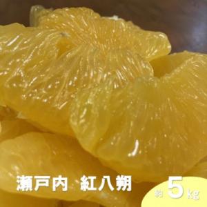 ふるさと納税 大崎上島町 【2月発送】 瀬戸内 紅八朔 約5kg(15個程度)