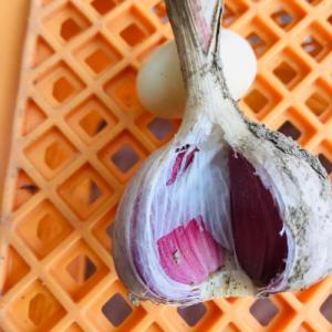 ふるさと納税 新庄市 最上赤にんにく300g(...の詳細画像2