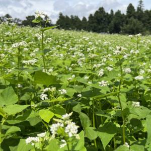 ふるさと納税 小美玉市 茨城県産　常陸秋そば　玄そば　1kg　ライジングファーム　84-A
