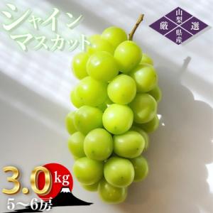 ふるさと納税 韮崎市 朝採れ シャインマスカット 3.0kg (5〜6房) 山梨県韮崎市 【令和8年産先行受付】