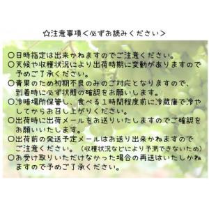 ふるさと納税 韮崎市 朝採れ シャインマスカッ...の詳細画像3