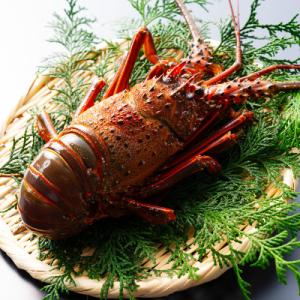 ふるさと納税 旭市 甘い!旨い!活け〆リキッド冷凍伊勢海老(刺身用)約240〜260g/1尾