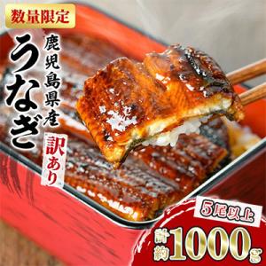 ふるさと納税 東串良町 《訳あり》 数量限定! 東串良町のうなぎ蒲焼 (無頭) (計約1kg・5尾以...