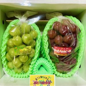 2026年2月】マイハート ぶどうのおすすめ人気ランキング - Yahoo