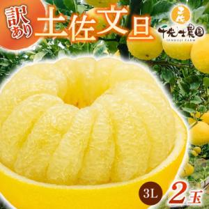 ふるさと納税 安芸市 千光士農園の土佐文旦 3Lサイズ×2玉 (ご家庭用スレキズあり)