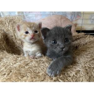 ふるさと納税 長崎県 【返礼品なし】犬猫殺処分ゼロプロジェクト 長崎県への寄附　5,000円