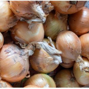 ふるさと納税 高松市 訳ありそのまんま玉ねぎ　約5kg