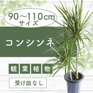 ふるさと納税 指宿市 【観葉植物】コンシンネ90cm〜110cm(014-1864)