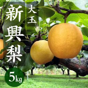 ふるさと納税 京丹後市 【先行予約】京丹後産 新興梨 大玉 5kg(6〜10玉入り)(2025年10...