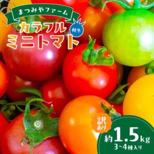 ふるさと納税 京丹後市 【訳あり】宝石のような輝き!カラフルミニトマト 約1.5kg(秋冬)　202...