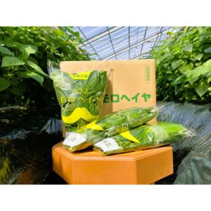 ふるさと納税 唐津市 佐賀県産ハウスモロヘイヤ　2kg(100g×10袋×2箱)