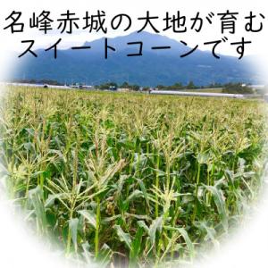 ふるさと納税 昭和村 朝採とうもろこし2027...の詳細画像1