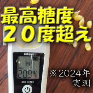 ふるさと納税 昭和村 朝採とうもろこし2027...の詳細画像2