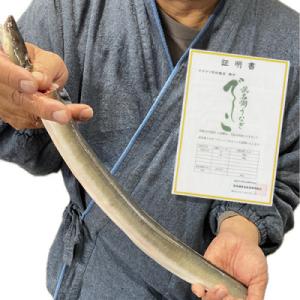 ふるさと納税 吉田町 ブランド鰻【でしこ】×ヤ...の詳細画像2