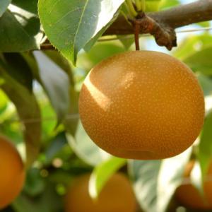 ふるさと納税 北栄町 新甘泉　5kg前後(5〜18玉前後)|梨