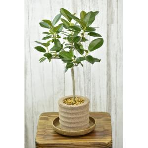 ふるさと納税 知立市 アクアプラントポット　円マドカ M　ナチュラル-フランスゴムの木