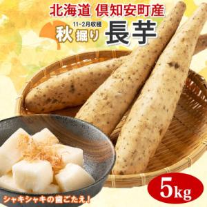 ふるさと納税 倶知安町 2026年発送 北海道倶知安町産 長芋 計5kg 秋堀り とろろ芋 グリーン...