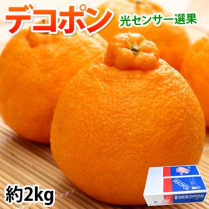 ふるさと納税 宇城市 デコポン 光センサー選果 約2kg(宇城市)