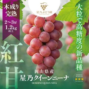 ふるさと納税 津山市 【三つ星ブランド】星乃クイーンニーナ 数量限定 2房〜3房(1.2kg以上)
