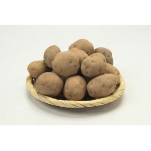 ふるさと納税 旭川市 秋の味覚　男爵いも・玉ねぎ・かぼちゃ1玉　合計8kg_04757