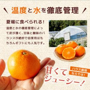 ふるさと納税 大町町 佐賀産ハウスみかん約2k...の詳細画像2