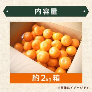 ふるさと納税 大町町 佐賀産ハウスみかん約2k...の詳細画像3