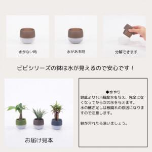 ふるさと納税 岡崎市 キュートビビアースカラー...の詳細画像1