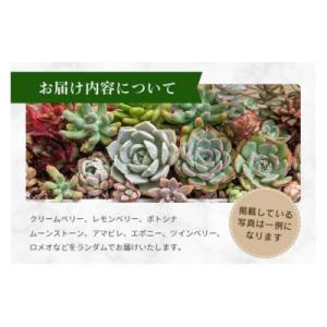 ふるさと納税 那珂市 韓国多肉植物 抜き苗 ア...の詳細画像2