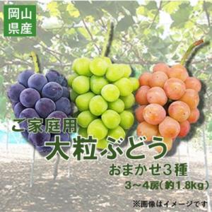 ふるさと納税 岡山市 【26年9月末より発送】ご家庭用大粒ぶどう3種セット(シャインマスカット・ピオーネ等3種おまかせ)