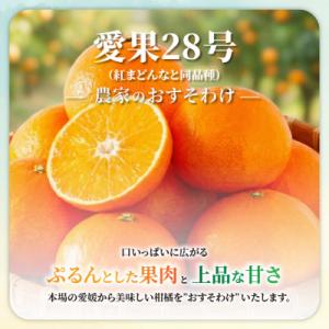 ふるさと納税 松山市 【先行予約】愛果28号 ...の詳細画像1