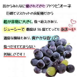 ふるさと納税 津山市 【2026年発送】糖度抜...の詳細画像2