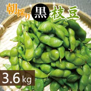 ふるさと納税 泉佐野市 【畑から直送】朝採り黒枝豆 3.6kg