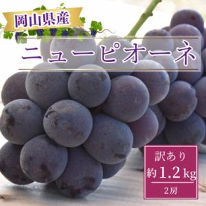 ふるさと納税 津山市 【2026年8月より発送】訳あり家庭用　岡山県産ニューピオーネ約1.2kg(2...