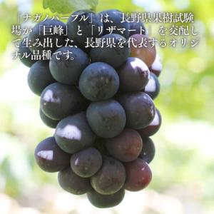 ふるさと納税 松川町 ぶどう ナガノパープル(...の詳細画像2