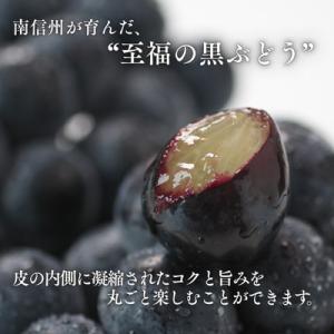 ふるさと納税 松川町 ぶどう ナガノパープル(...の詳細画像3